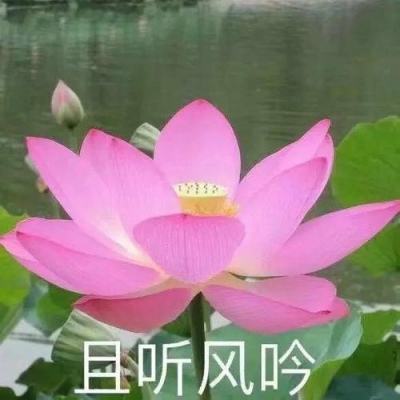 崩坏的拼图汉化版下载